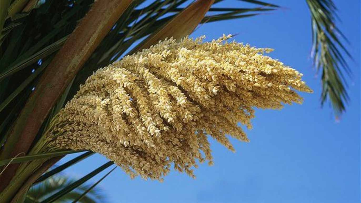 فوائد طلع النخل للعقم والخصوبة