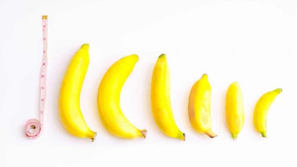 انواع القضيب