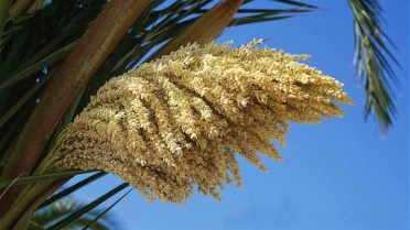 فوائد طلع النخل للعقم والخصوبة